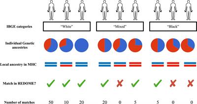 How Ancestry Influences the Chances of Finding Unrelated Donors: An Investigation in Admixed Brazilians